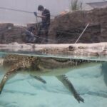 Zona de Palenque en donde se ubica “La Chingada”, de AMLO, será remodelada