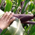 Por falta de presupuesto, la AMACC suspende convocatoria para el Premio Ariel 2023