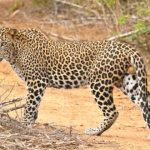 Banorte compra moneda de 20 en 13 mil pesos