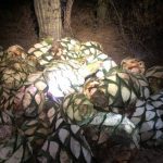 Adorno navideño se incendia en zócalo de Amozoc y PC no tenía ni un extintor