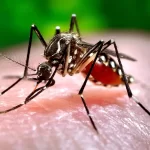 Belanova se une a Tecate Emblema 2024; éste día se presentará en el festival