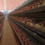 Raúl Jiménez no descarta volver a América, aunque explica su “pero”…